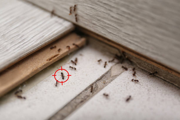 Best Local Pest Control Services  in Secaucus, NJ